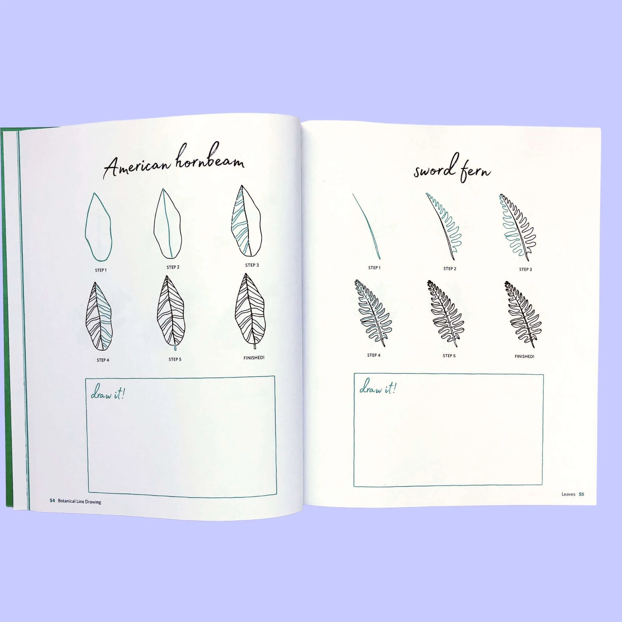 Botanical Line Drawing by Peggy Dean | The Pigeon Letters - Image 4